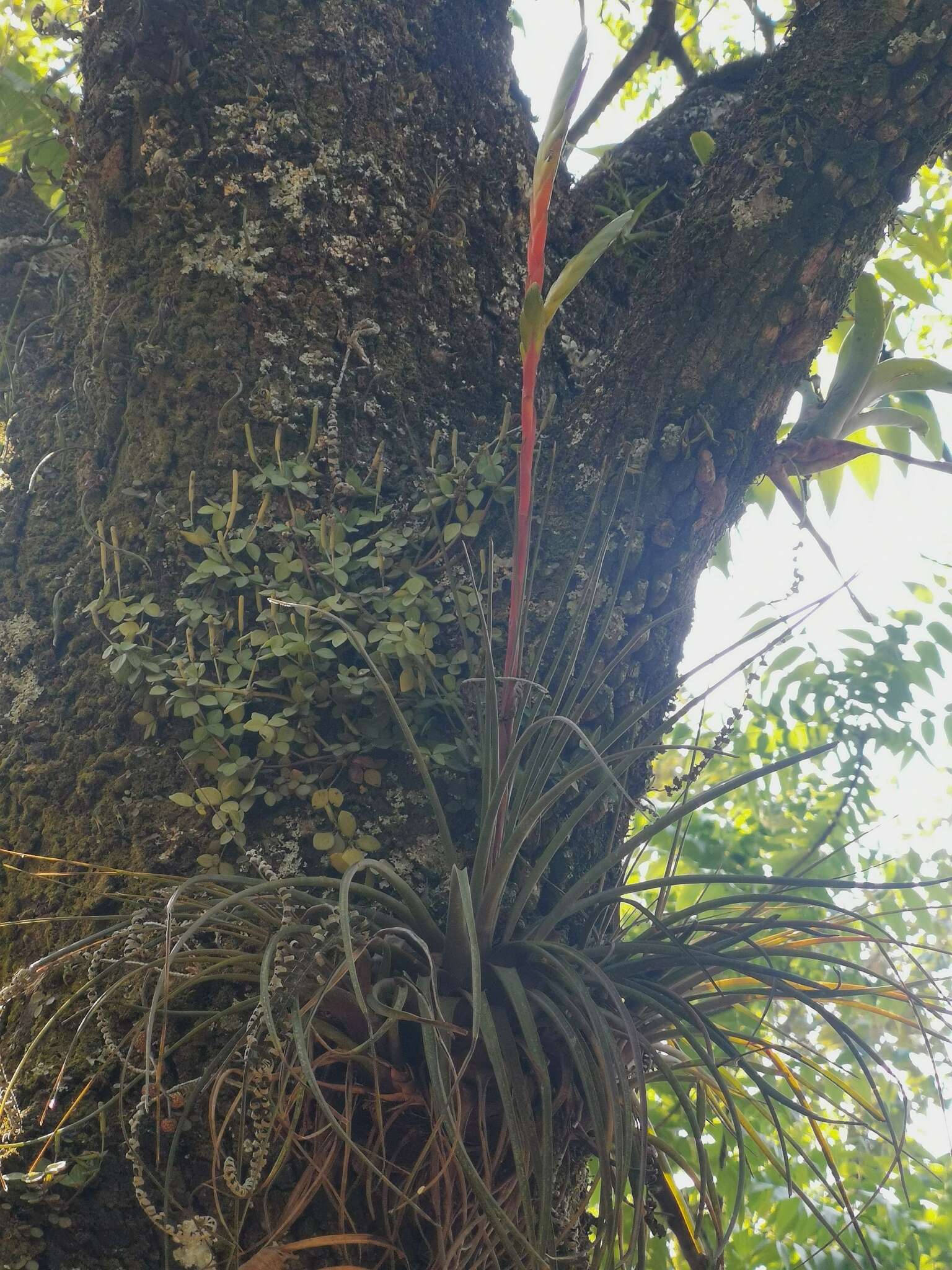 Image de Tillandsia tricolor Schltdl. & Cham.