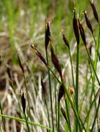 Imagem de Schoenus ferrugineus L.