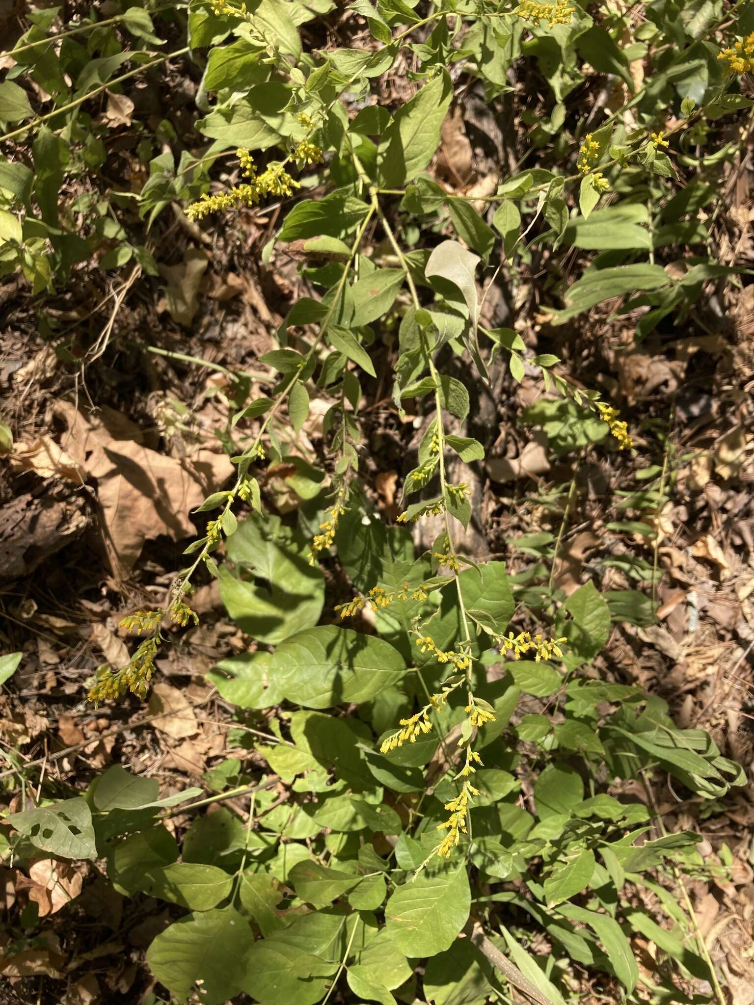 Image of Palmer's goldenrod