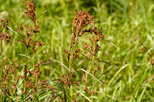 صورة Scirpus wichurae Boeckeler