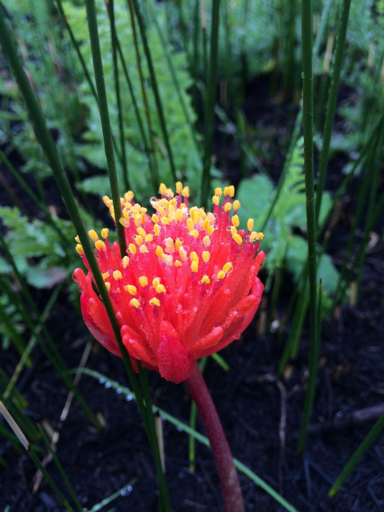 Imagem de Haemanthus canaliculatus Levyns