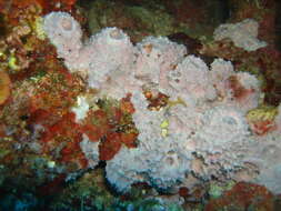 Image of pink sponge