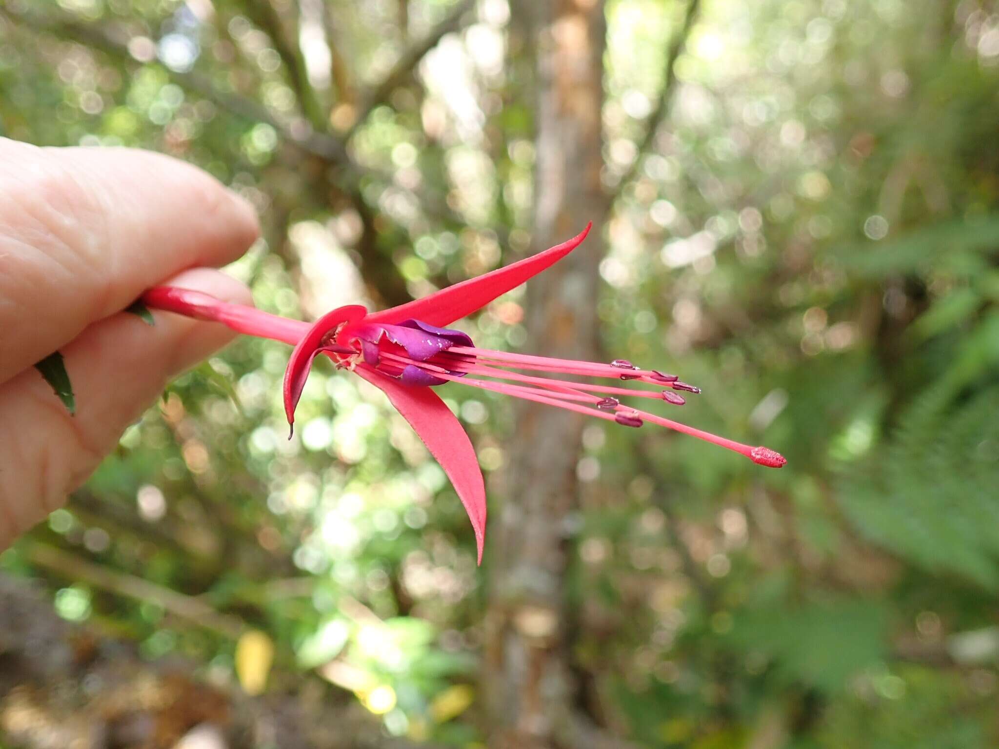 Fuchsia magellanica Lam. resmi