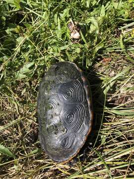 Image of Malaclemys terrapin pileata (Wied 1865)