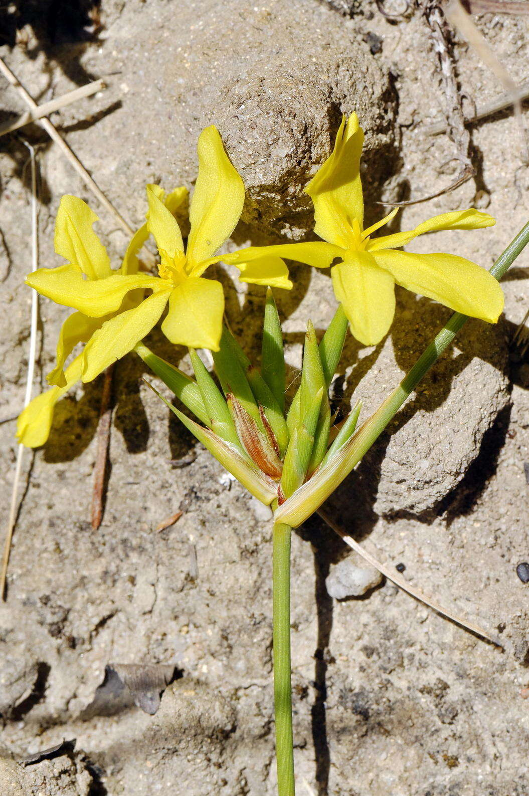 Image of Bobartia indica L.