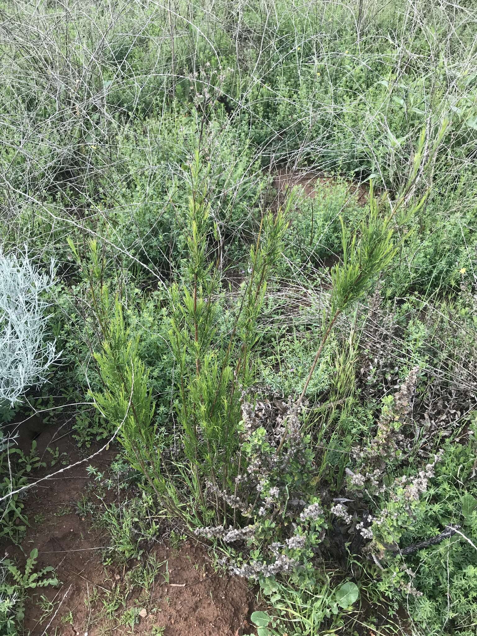 Image of Malibu baccharis