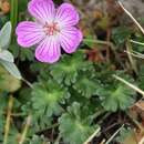 Слика од Geranium austroapenninum Aedo