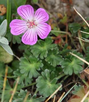 Image of Geranium austroapenninum Aedo