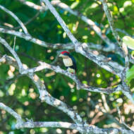 Image of Black-girdled Barbet