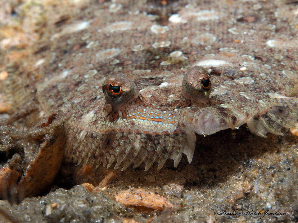 Image of Eyed Flounder