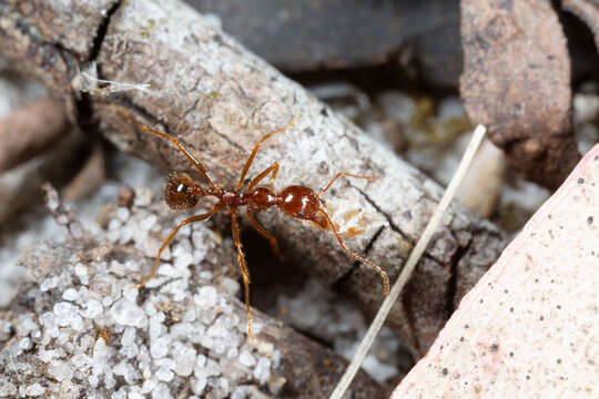 Слика од Aphaenogaster longiceps (Smith 1858)