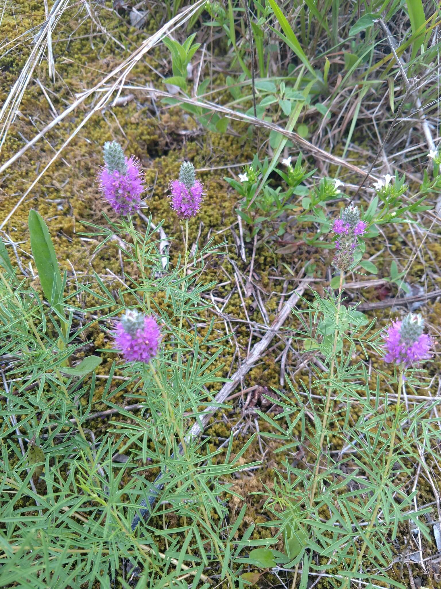 Plancia ëd Dalea gattingeri (A. Heller) Barneby