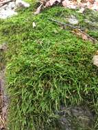 Image of callicladium moss