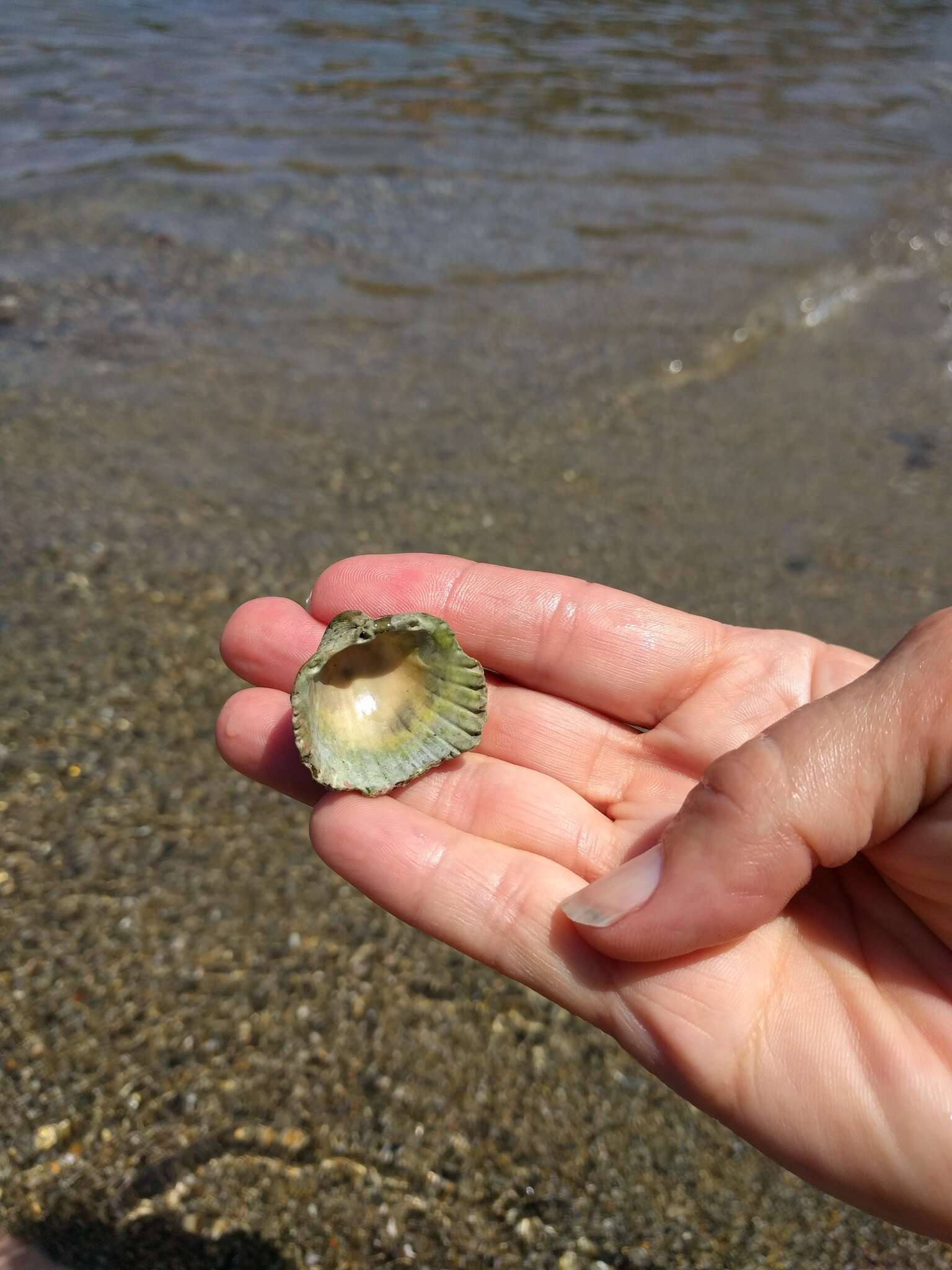 Image of Moroccan cockle