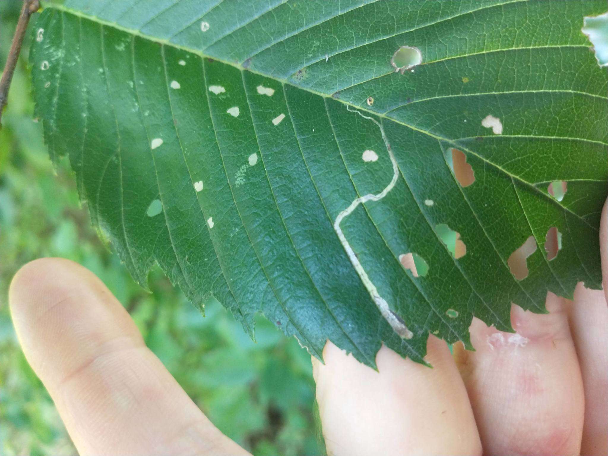 Stigmella multispicata Rociene & Stonis ex Stonis & Rociene 2014的圖片