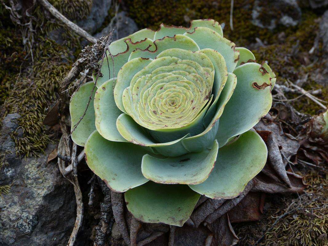 Image of Aeonium aureum (C. Sm. ex Hornem.) T. H. M. Mes