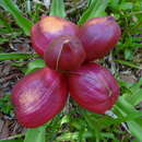 Image of Crinum stuhlmannii subsp. stuhlmannii