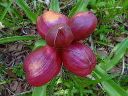 Image of Crinum stuhlmannii subsp. stuhlmannii