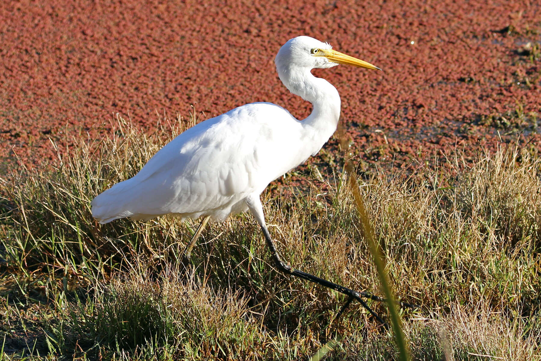 Image of Ardea intermedia plumifera (Gould 1848)