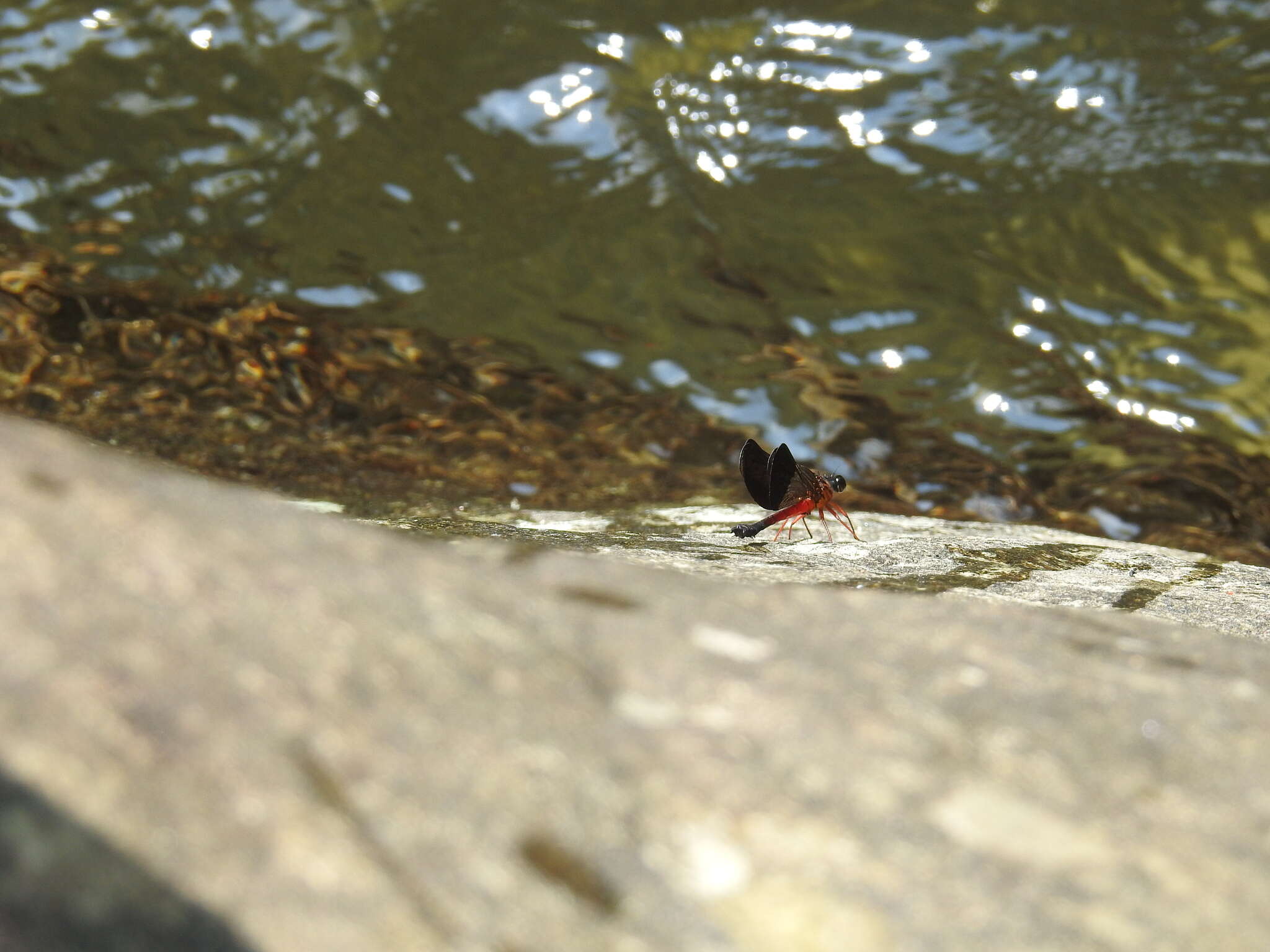 Image of Euphaea cardinalis (Fraser 1924)