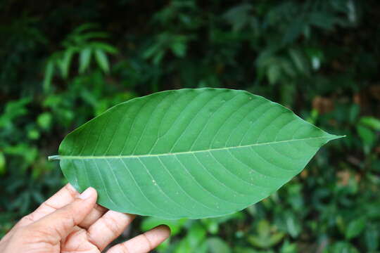 Image of Polyalthia fragrans (Dalzell) Hook. fil. & Thomson