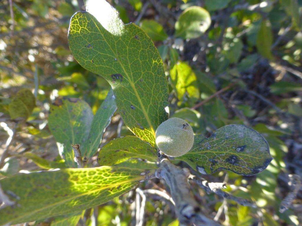 Sivun Euclea tomentosa E. Mey. ex A. DC. kuva