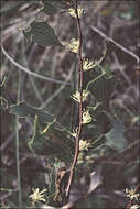 Image of Hakea undulata R. Br.