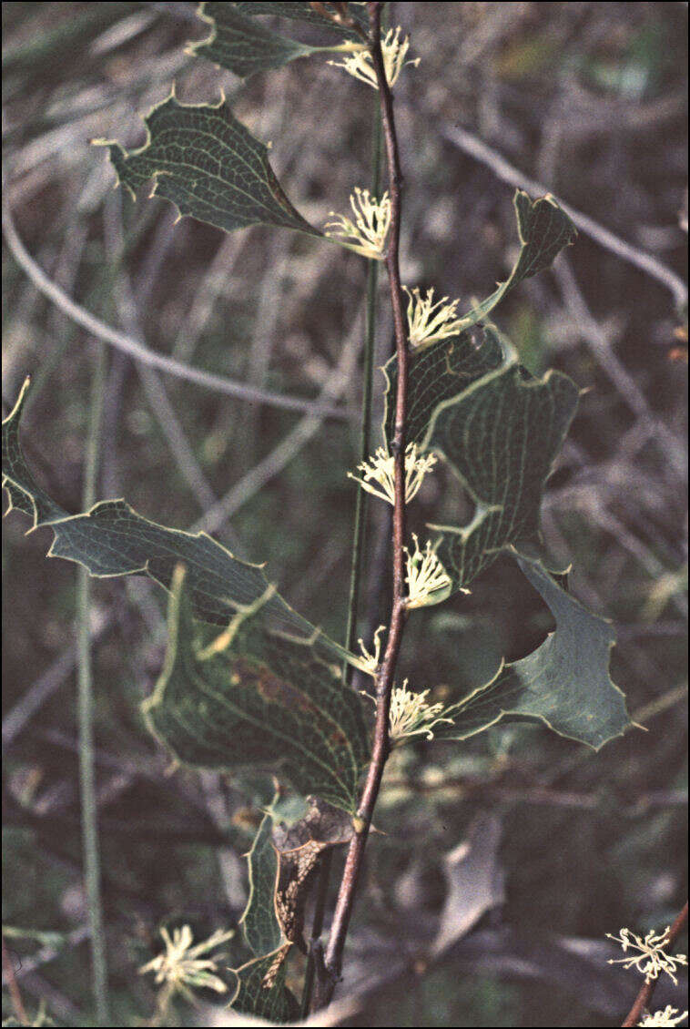 Слика од Hakea undulata R. Br.