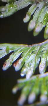 Image of Hymenophyllum pectinatum Cav.