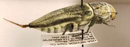 صورة Gyascutus planicosta cribriceps Casey 1909