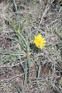 Image of prairie false dandelion