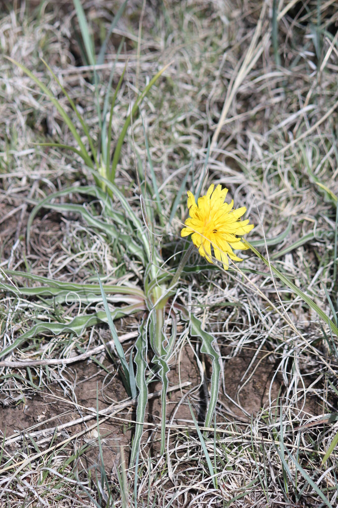 Image of prairie false dandelion