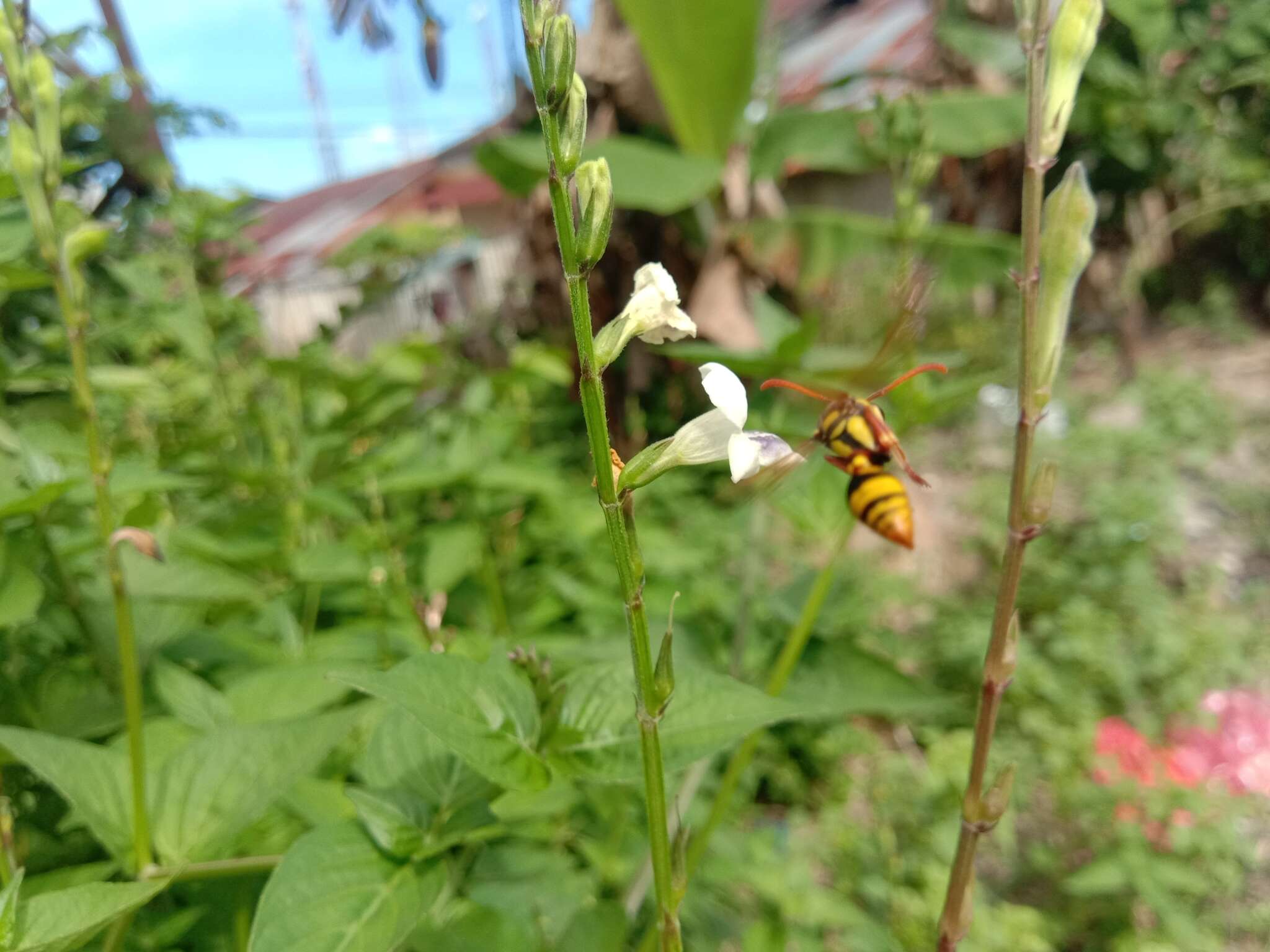 Image of Yellow and black potter wasp