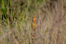 Plancia ëd Macronyx capensis capensis (Linnaeus 1766)