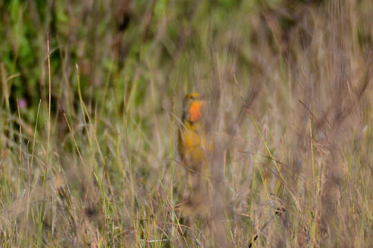 Plancia ëd Macronyx capensis capensis (Linnaeus 1766)