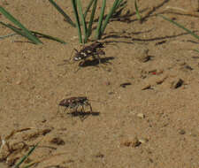 Image of Northern dune tiger beetle