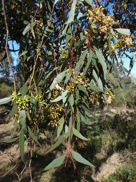 Image of Eucalyptus microcarpa (Maiden) Maiden