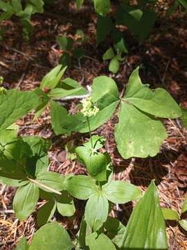 Imagem de Galium oreganum Britton