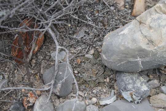 Image of Ariocarpus bravoanus subsp. hintonii (Stuppy & N. P. Taylor) E. F. Anderson & W. A. Fitz Maur.