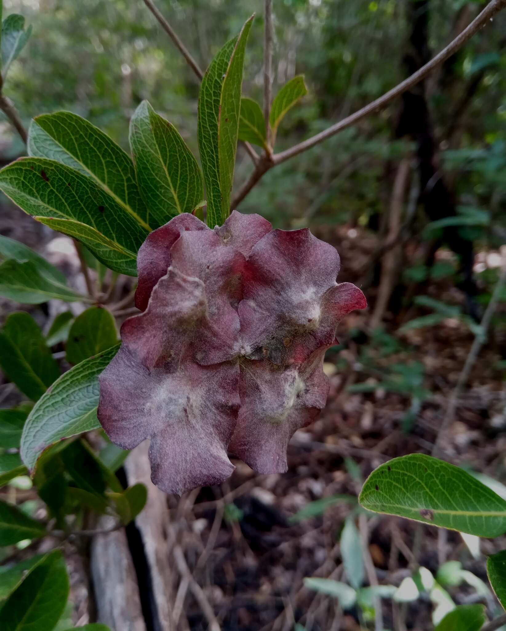 Sivun Terminalia tropophylla H. Perrier kuva