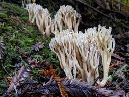 Image de Ramaria acrisiccescens Marr & D. E. Stuntz 1974