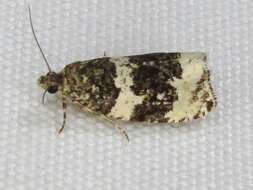 Olethreutes bipartitana Clemens 1860 resmi