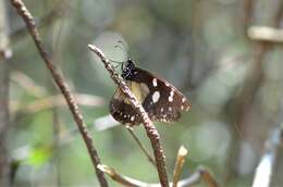 Sivun Amauris echeria lobengula (Sharpe 1890) kuva