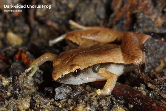 Image of Arcuate-spotted Pygmy Frog