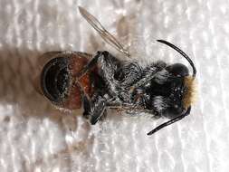 Image of Osmia andrenoides Spinola 1808