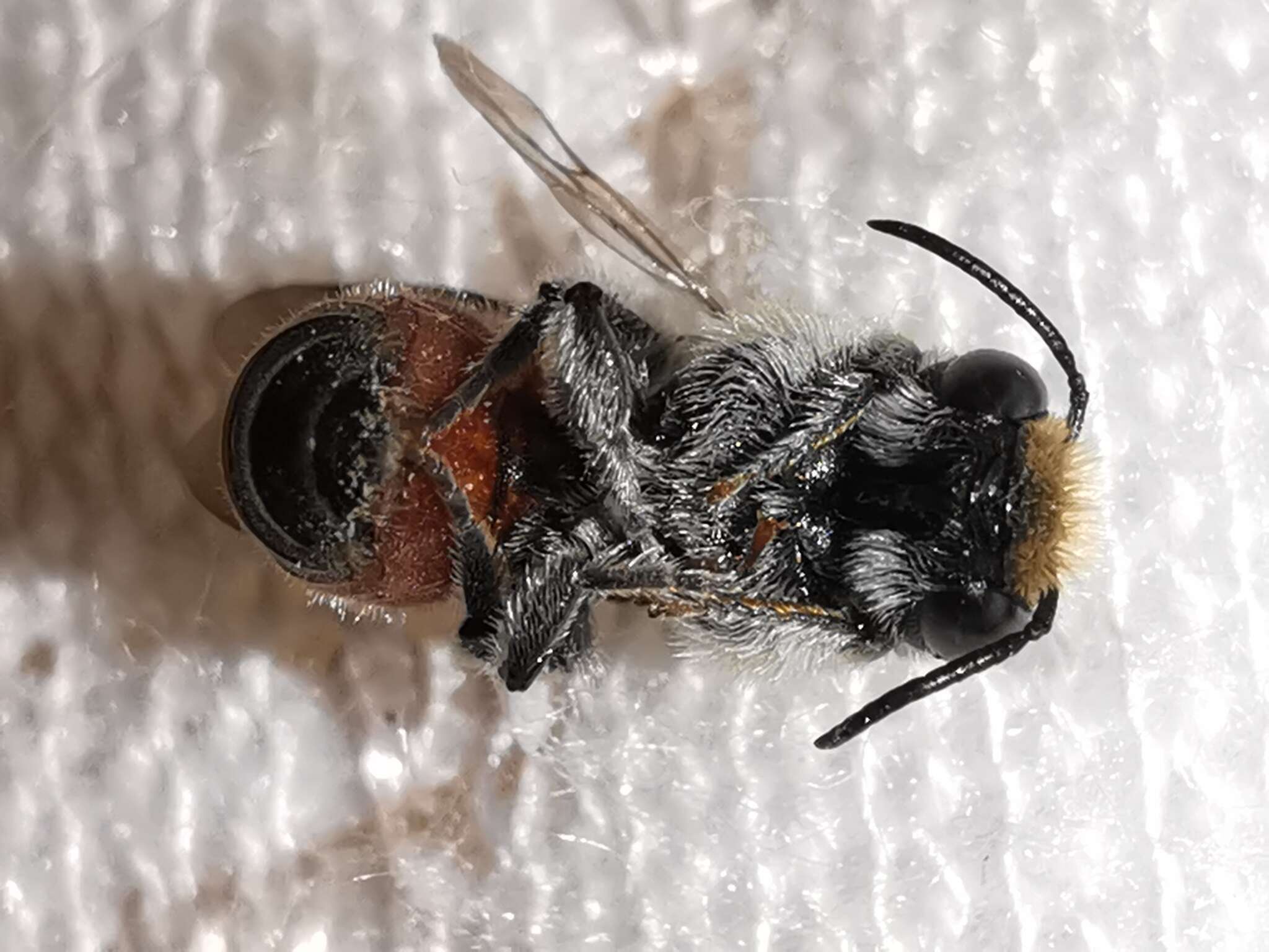 Imagem de Osmia andrenoides Spinola 1808