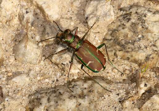 Imagem de Cicindela (Cicindela) limbalis Klug 1834