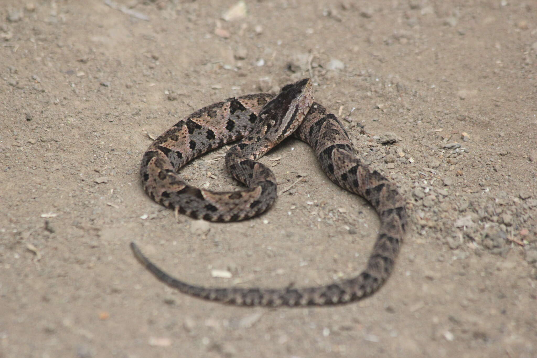 Plancia ëd Bothrops asper (Garman 1883)