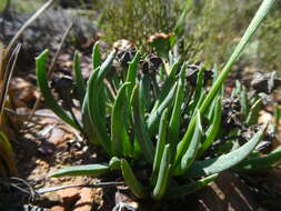 Image of Acrodon subulatus (Miller) N. E. Br.