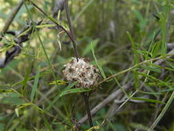 Image of rope dodder